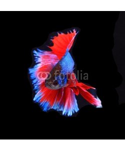 alexzeer, Red and blue siamese fighting fish, betta fish isolated on black