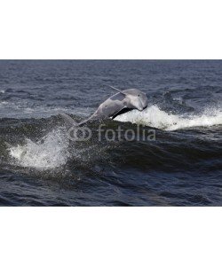 geraldmarella, Bottlenose dolphin riding waves in a Gulf Coast bay.