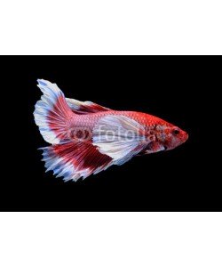 alexzeer, Red and white siamese fighting fish, betta fish isolated on blac