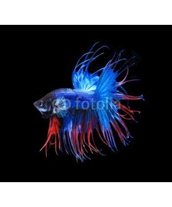 alexzeer, Red and blue siamese fighting fish, betta fish isolated on black