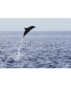 michaelpeak, Common Dolphin Leaps 15 Feet Out of Water