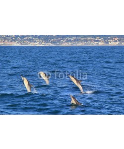 michaelpeak, Four Common Dolphins Jumping Near San Diego