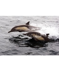 michaelpeak, Two Pacific Common Dolphins