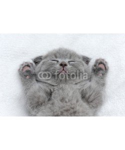 byrdyak, Kitten on white blanket