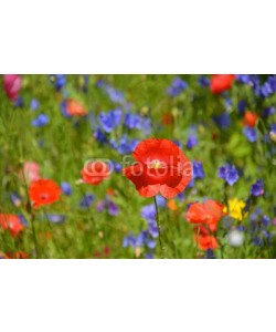 S.H.exclusiv, Grußkarte - Blumenwiese - Wildblumen - Sommerwiese