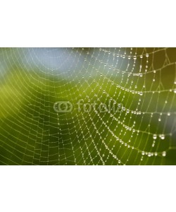 Nailia Schwarz, Spinnennetz am Morgen mit frischen Tautropfen