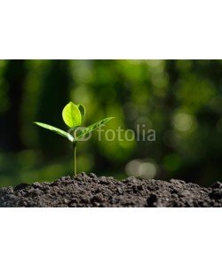 amenic181, Young plant in the morning light on nature background