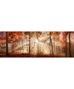 Smileus, Besondere Lichtstimmung in einem nebligen Wald im Herbst, Panorama Format