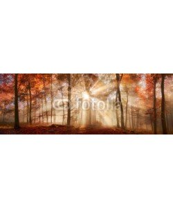 Smileus, Besondere Lichtstimmung in einem nebligen Wald im Herbst, Panorama Format