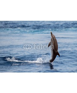 Andrea Izzotti, Dolphin while jumping in the deep blue sea