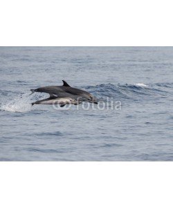 Andrea Izzotti, Dolphin while jumping in the deep blue sea