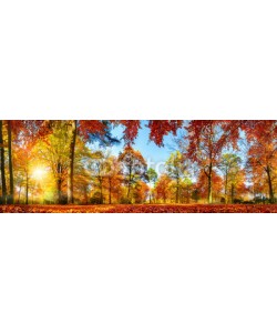 Smileus, Panorama von bunten Bäumen bei strahlendem Sonnenschein im Herbst