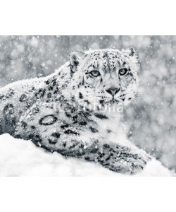 Abeselom Zerit, Snow Leopard In Snow Storm III
