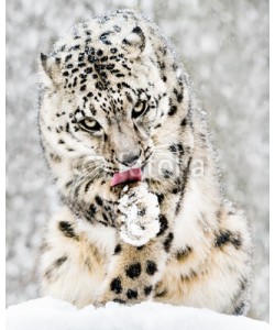 Abeselom Zerit, Snow Leopard in Snow Storm IV