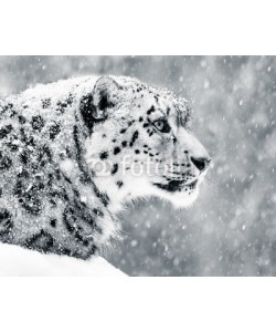 Abeselom Zerit, Snow Leopard in Snow Storm V