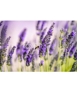 Nailia Schwarz, Beautiful Lavender blooming in early summer