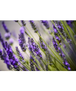 Nailia Schwarz, Beautiful Lavender blooming in early summer