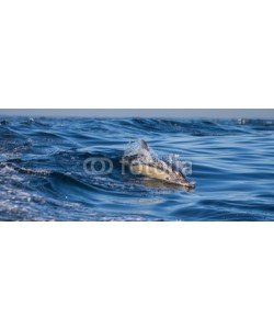 gudkovandrey, Dolphins jump out at high speed out of the water. South Africa. False Bay.