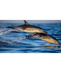 gudkovandrey, Dolphins jump out at high speed out of the water. South Africa. False Bay.