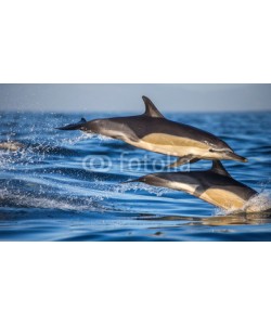 gudkovandrey, Dolphins jump out at high speed out of the water. South Africa. False Bay.