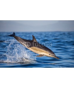 gudkovandrey, Dolphins jump out at high speed out of the water. South Africa. False Bay.