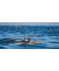 gudkovandrey, Dolphins jump out at high speed out of the water. South Africa. False Bay.