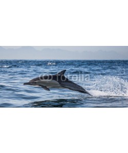 gudkovandrey, Dolphins jump out at high speed out of the water. South Africa. False Bay.