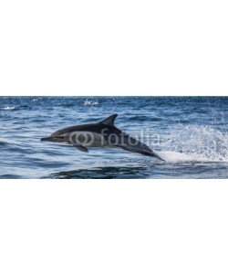 gudkovandrey, Dolphins jump out at high speed out of the water. South Africa. False Bay.