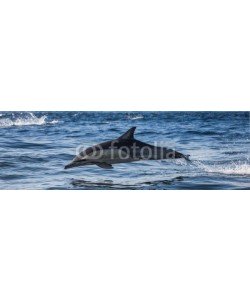 gudkovandrey, Dolphins jump out at high speed out of the water. South Africa. False Bay.