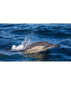 gudkovandrey, Dolphins jump out at high speed out of the water. South Africa. False Bay.