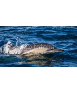 gudkovandrey, Dolphins jump out at high speed out of the water. South Africa. False Bay.