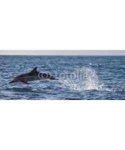 gudkovandrey, Dolphins jump out at high speed out of the water. South Africa. False Bay.