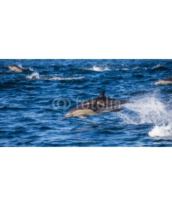 gudkovandrey, Dolphins jump out at high speed out of the water. South Africa. False Bay.