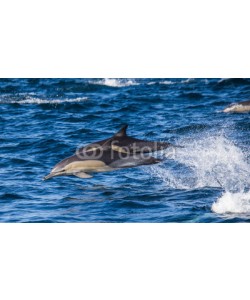 gudkovandrey, Dolphins jump out at high speed out of the water. South Africa. False Bay.