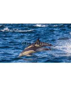 gudkovandrey, Dolphins jump out at high speed out of the water. South Africa. False Bay.