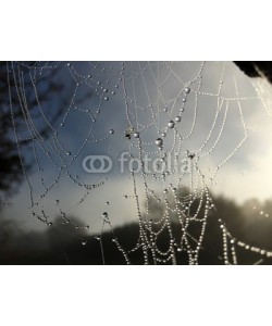 Nailia Schwarz, Spinnennetz mit Tautropfen