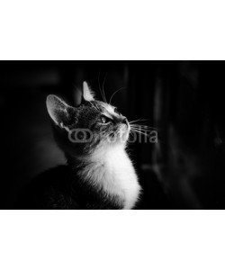 katarinagondova, beautiful cat portrait monochrome