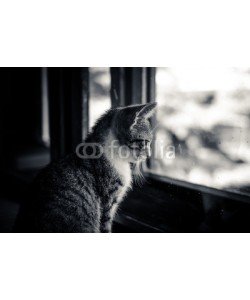 katarinagondova, beautiful cat waiting next to the window