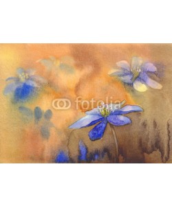 Egle, Blue hepatica on orange background
