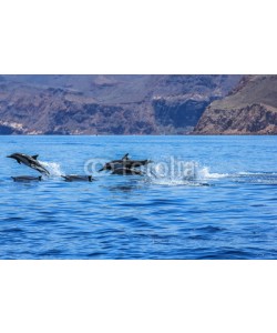 bennymarty, Dolphins jumping near the coast of a Isla Espiritu Santo in Baja California.