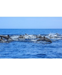 bennymarty, A hundred dolphins group swim and jump off the coast of Isla Espiritu Santo in Baja California, Mexico.