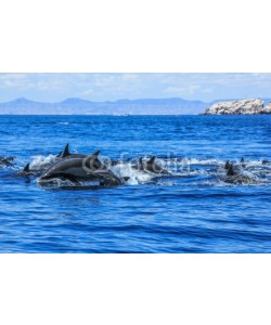 bennymarty, Dolphins jumping in Mexico. Isla Espiritu Santo near La Paz, in Baja California.