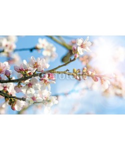 doris oberfrank-list, Glückwunsch, alles Liebe: Verträumte Kirschblüten  vor blauem Frühlingshimmel :)