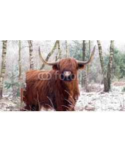 TravelShots.nl, Highland cattle in snowy landscape