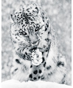 Abeselom Zerit, Snow Leopard in Snow Storm IV BW