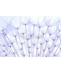 Anette Linnea Rasmus, soft dandelion seeds