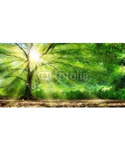 Romolo Tavani, Tree With Sunshine In Wild Forest