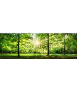 eyetronic, Grünes Wald Panorama im Sonnenlicht