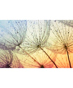Alekss, dandelion flower background