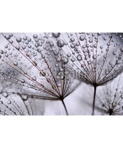 Anette Linnea Rasmus, dandelion seeds